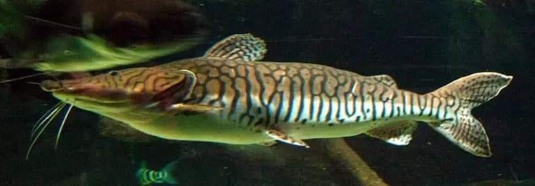 Tiger Shovelnose Catfish