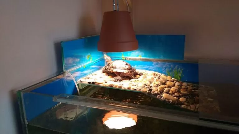 Best Turtle Heat Lamp UVB Light For Turtles