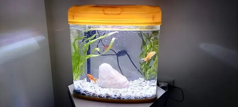 Are There Any Self Cleaning Fish Tanks