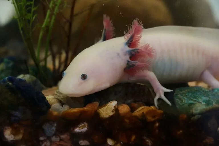 Can Axolotls Survive On Land