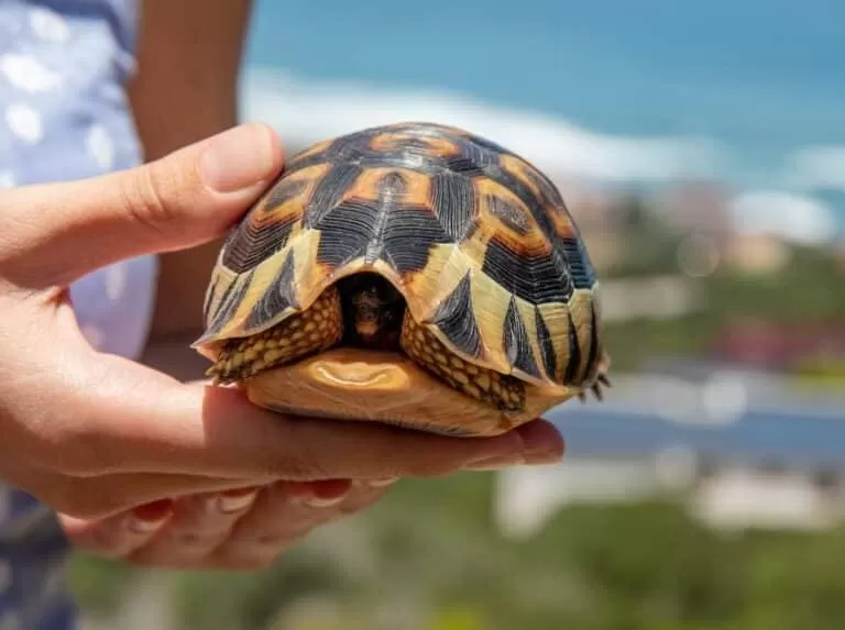 Do Turtles Need a Different Filter Than Fish