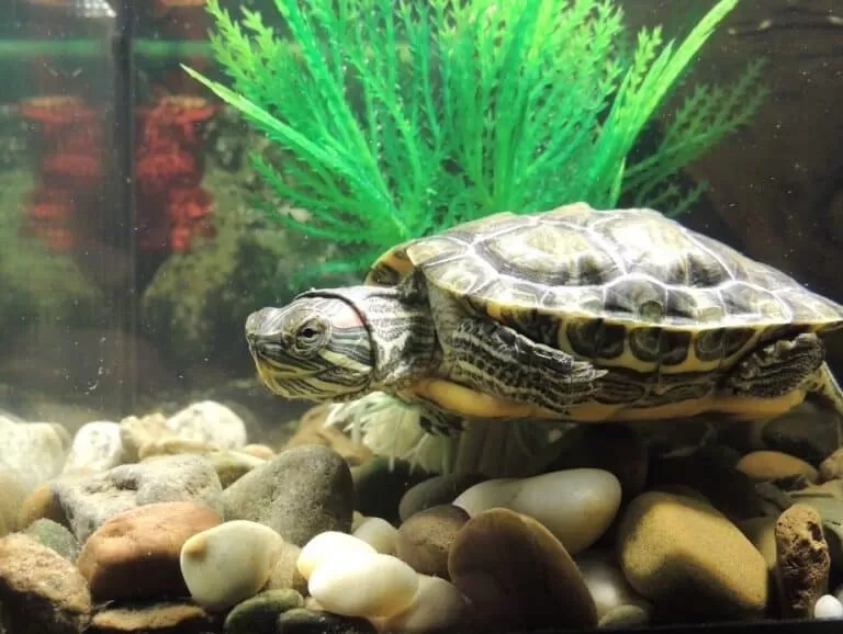 What Filter Do I Need For My Turtle Tank