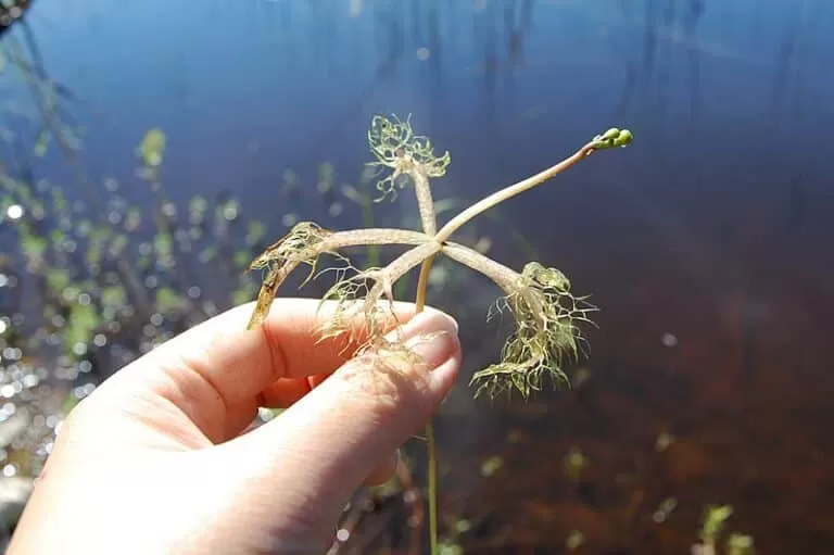 What Is The Best Fertilizer For Aquarium Plants