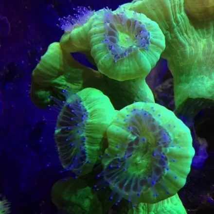 Trumpet Coral Care | Are Trumpet Corals Easy To Care For?