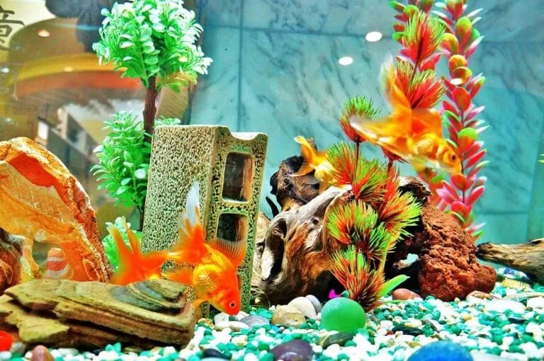 Best Toys For Fish To Play With In An Aquarium