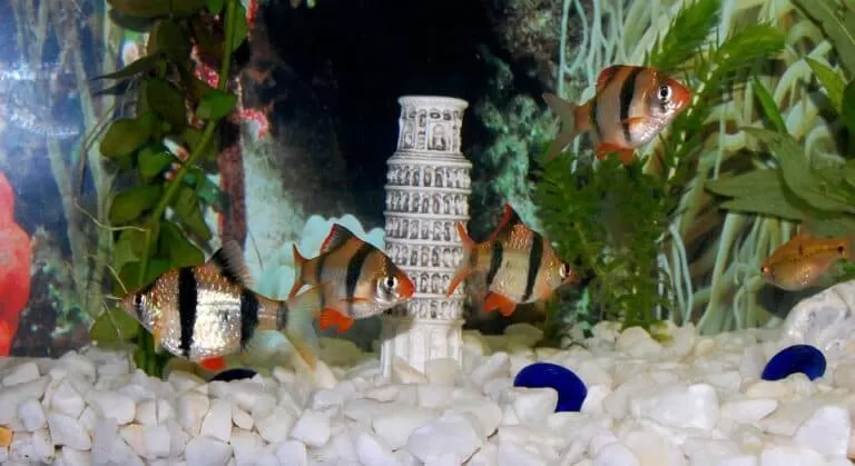 Complete Guide to Breeding Tiger Barbs